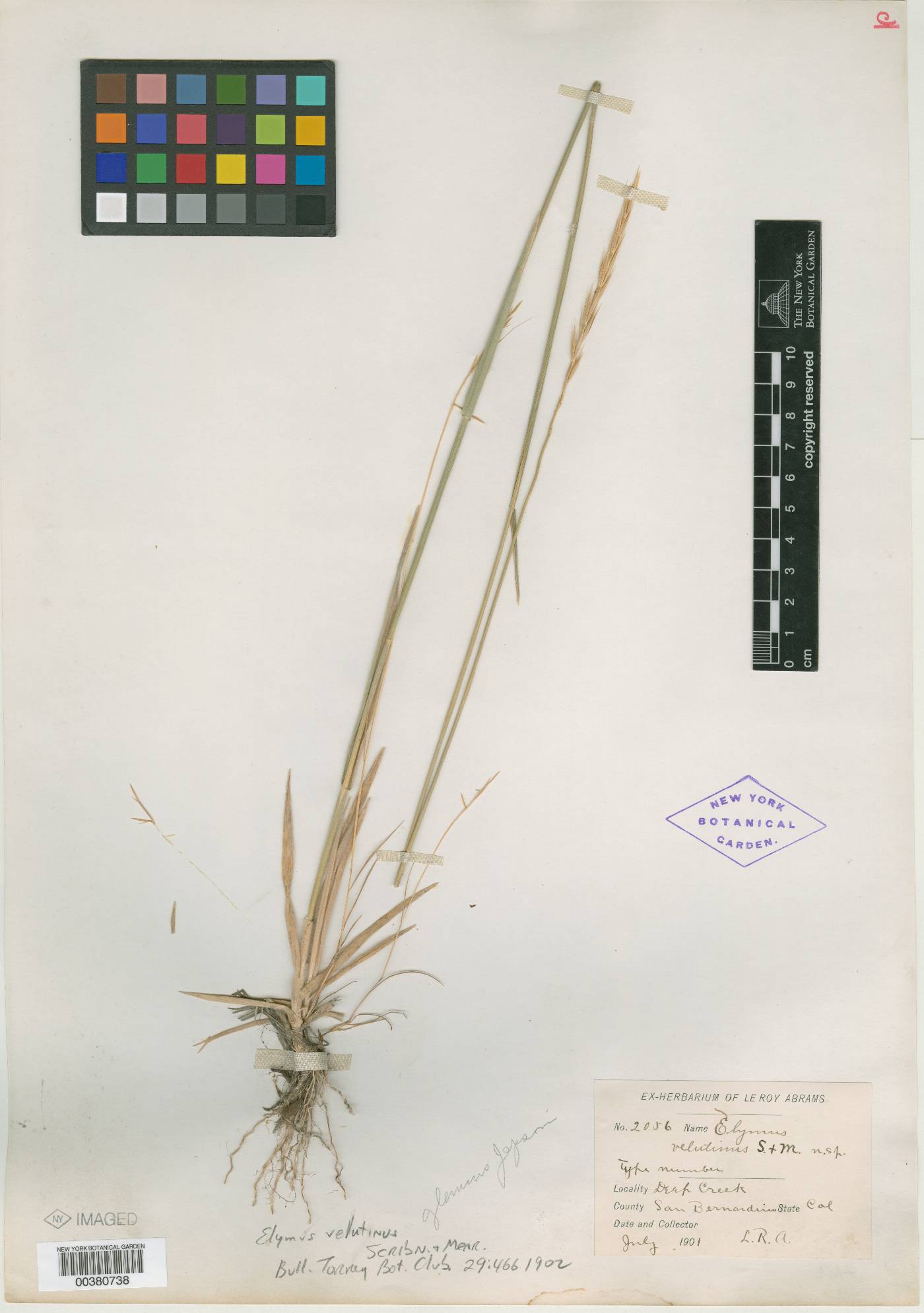 Elymus velutinus image