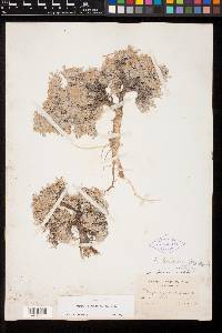 Astragalus tridactylicus image