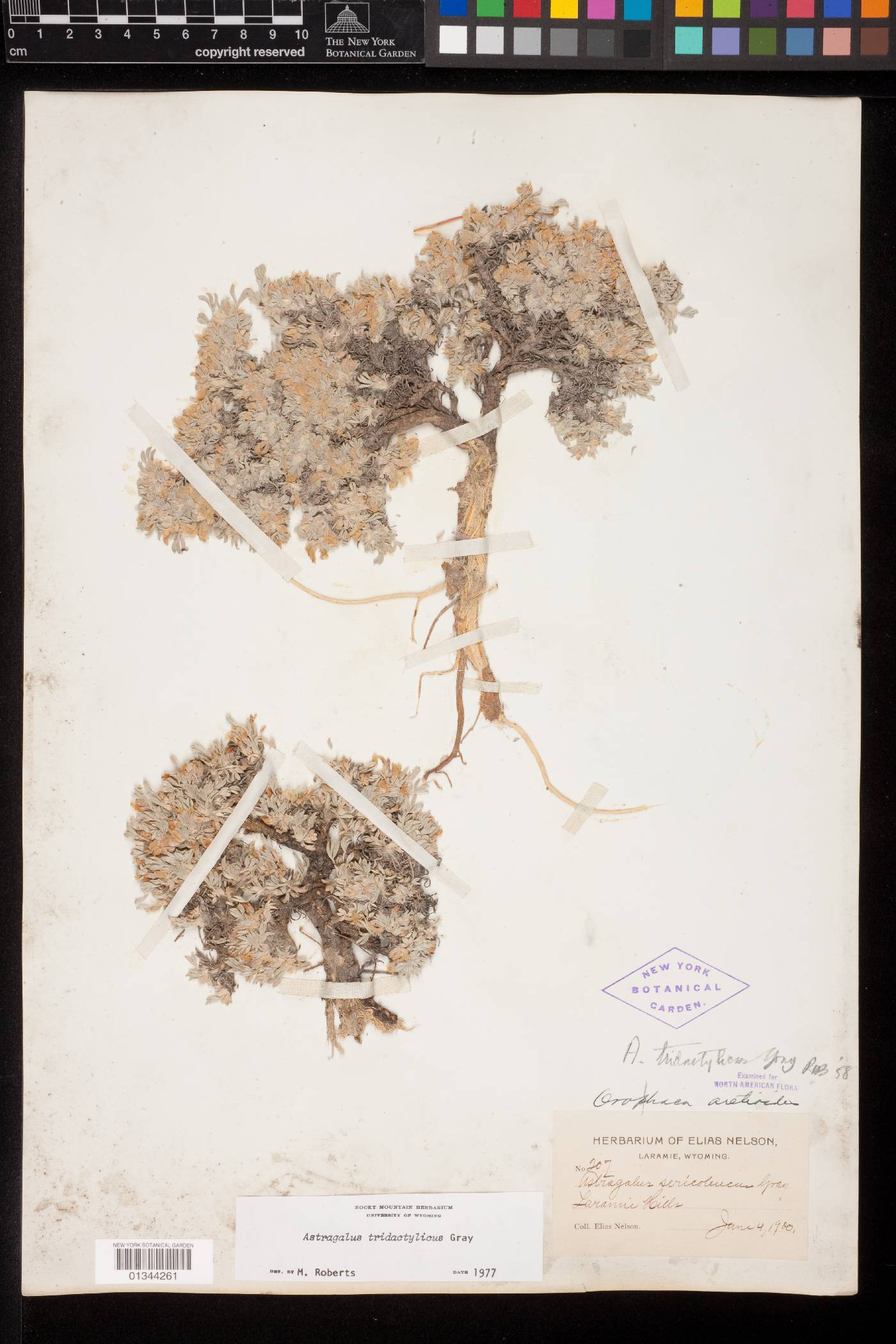 Astragalus tridactylicus image