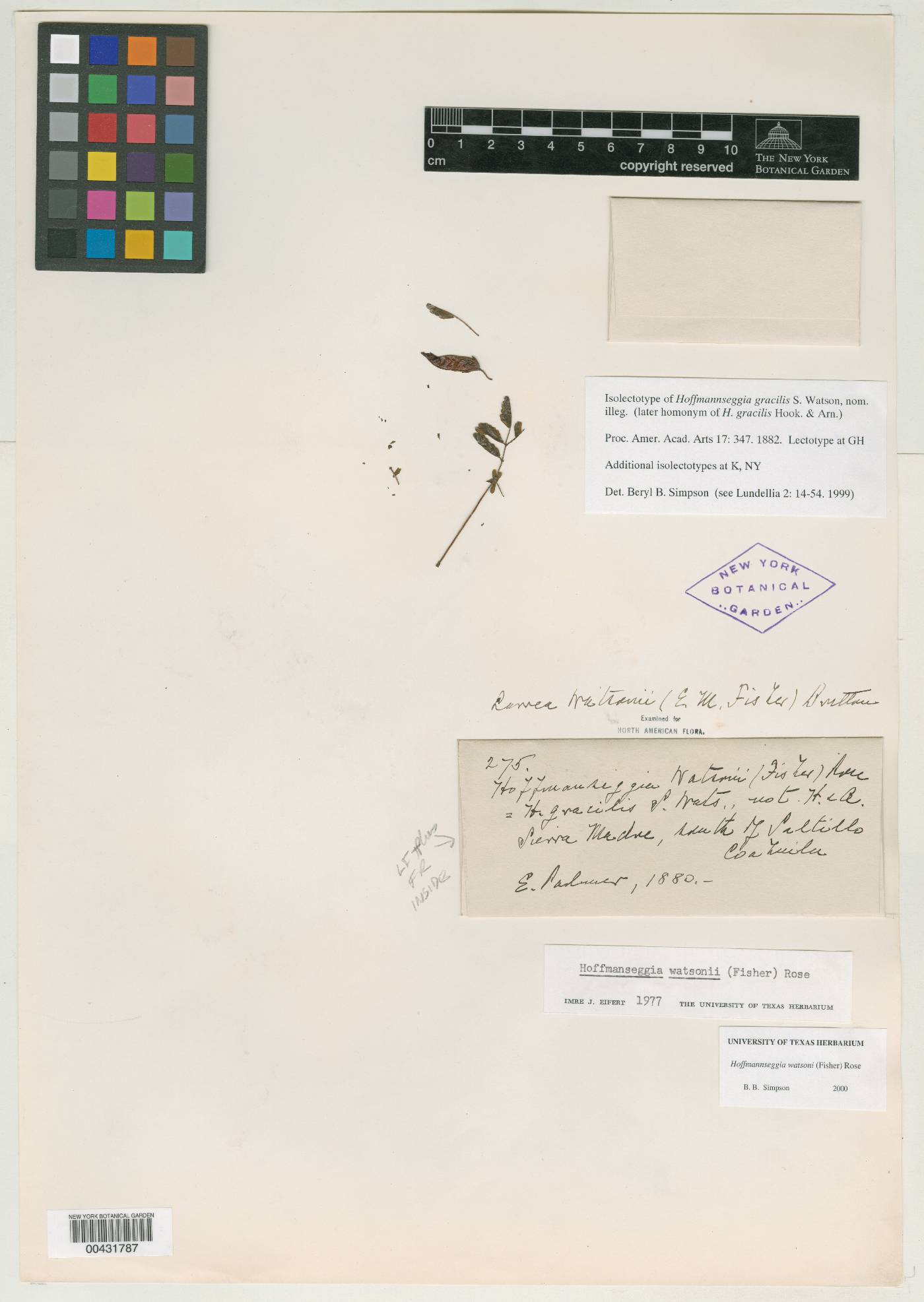 Hoffmannseggia prostrata image