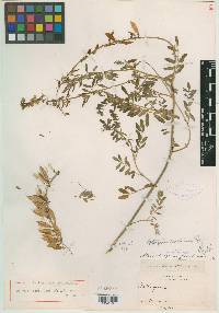 Astragalus zacatecanus image