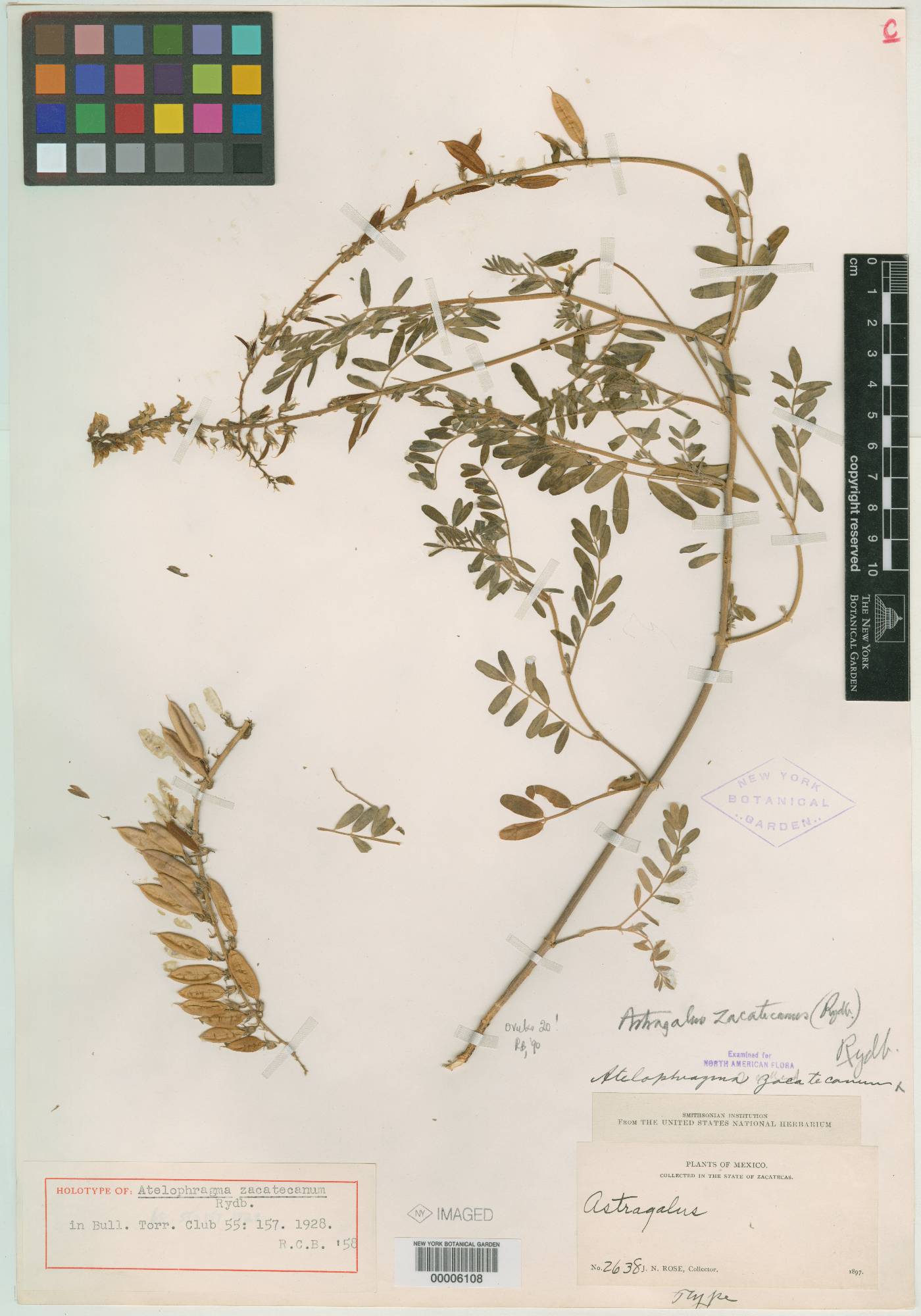 Astragalus zacatecanus image