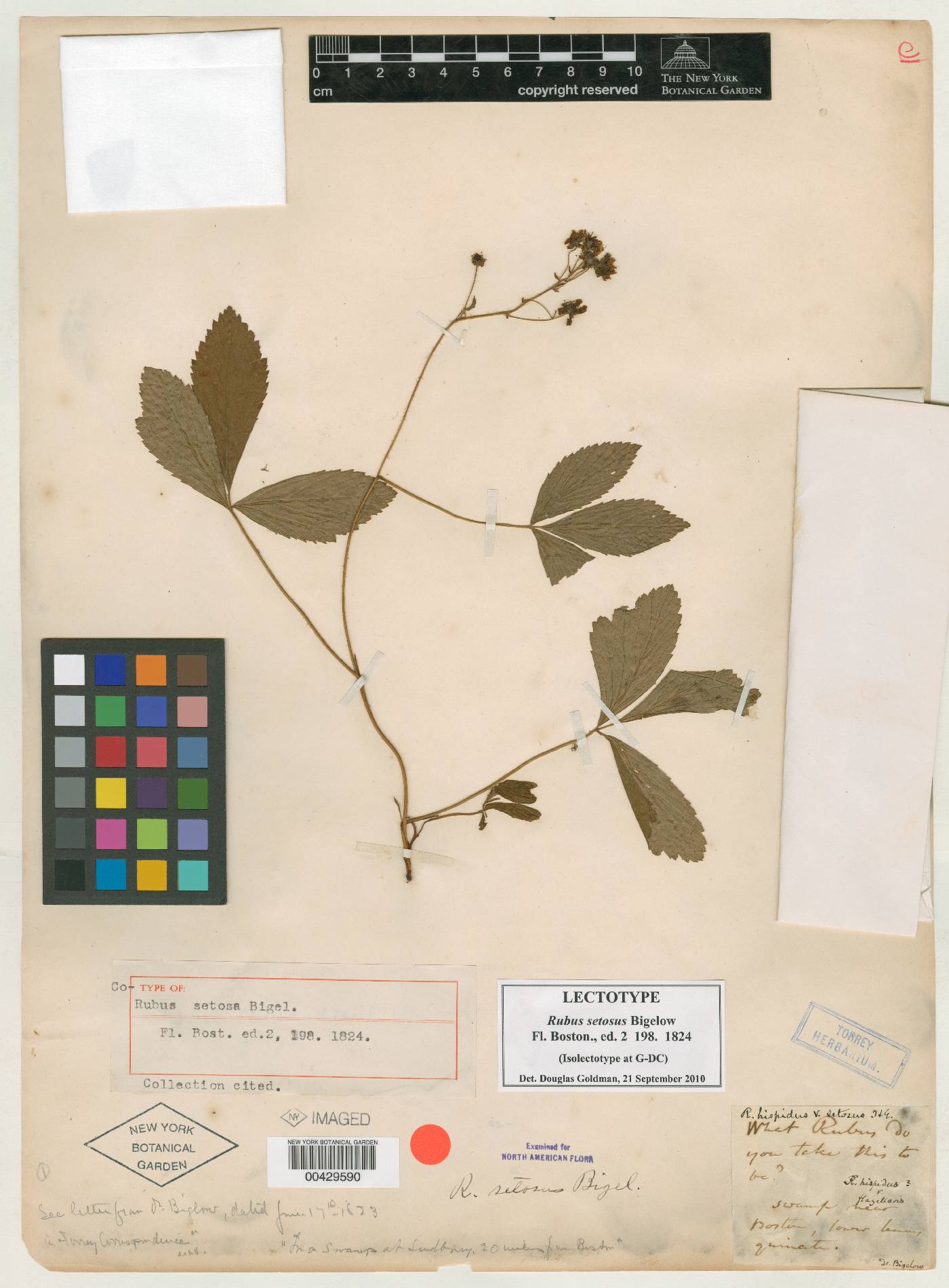 Rubus setosus image