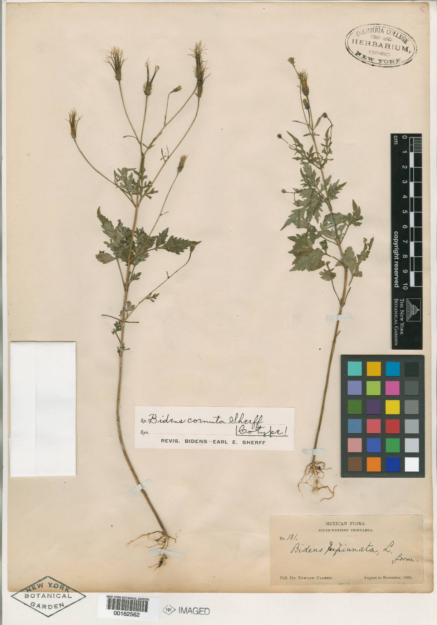 Bidens cornuta image