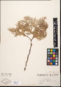 Thuja occidentalis image