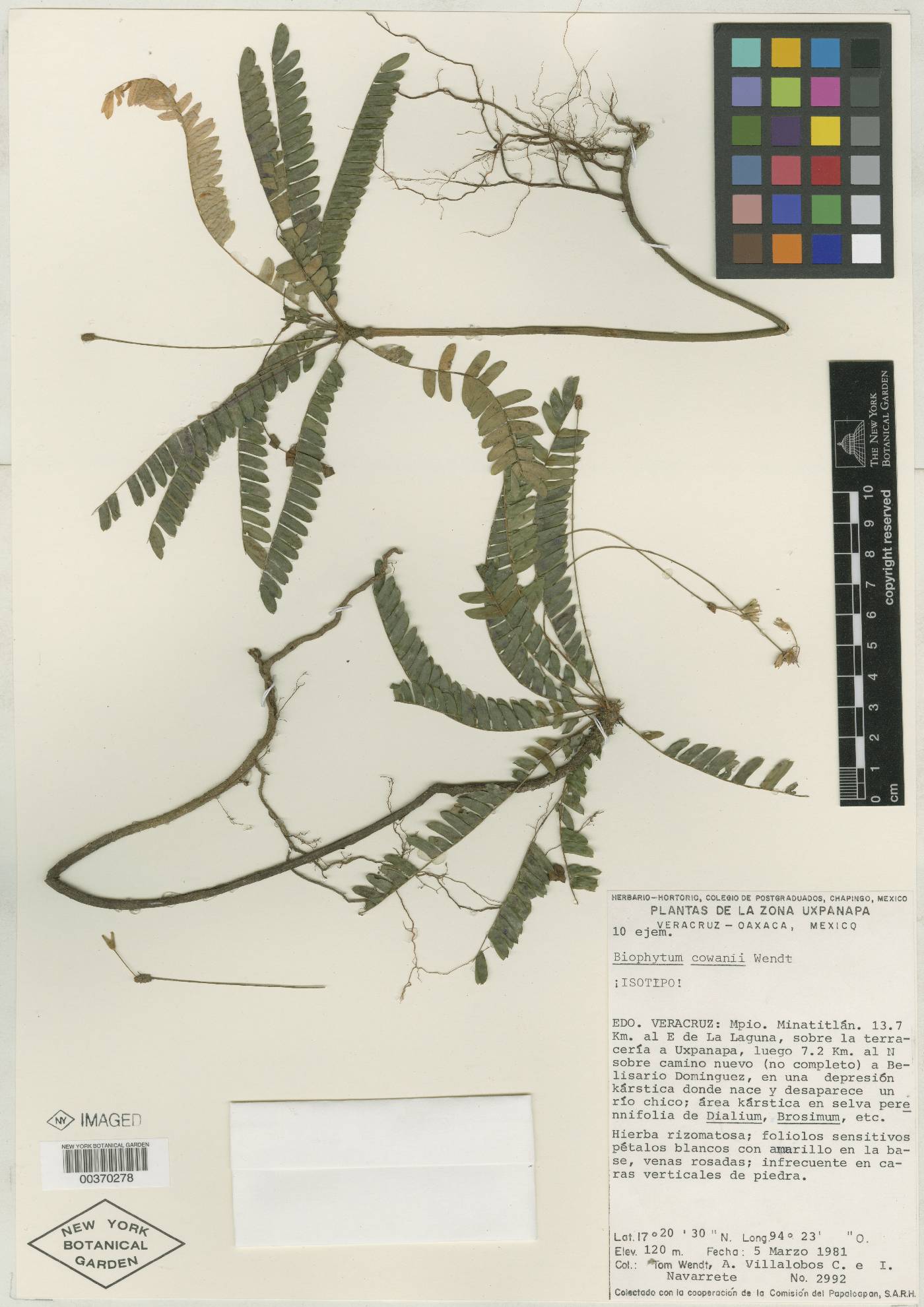 Biophytum cowanii image