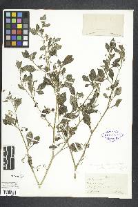 Solanum burbankii image