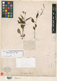 Campanula scouleri image