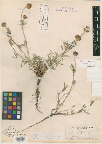 Trifolium atrorubens image