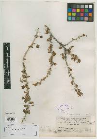 Ribes saximontanum image