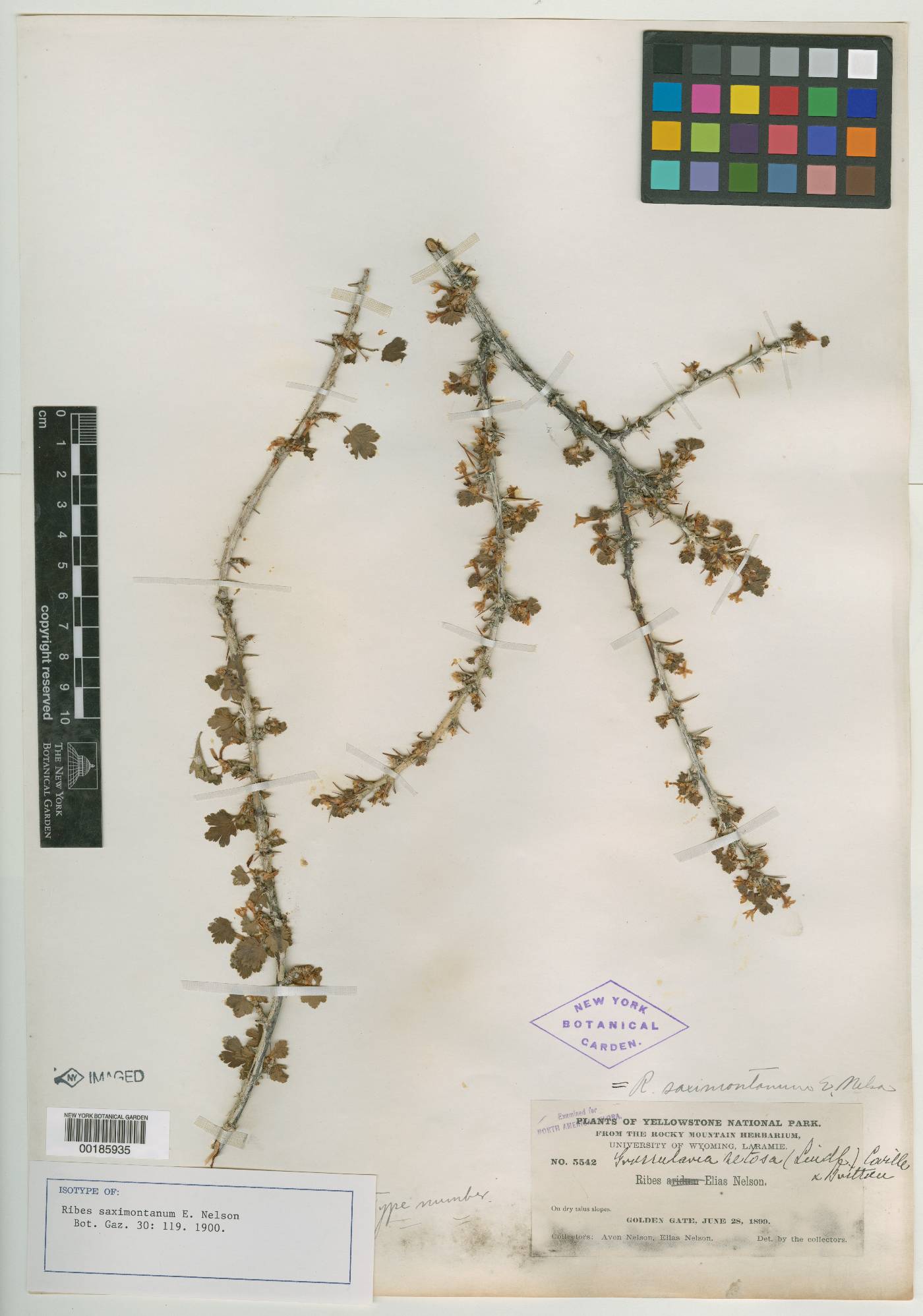 Ribes saximontanum image