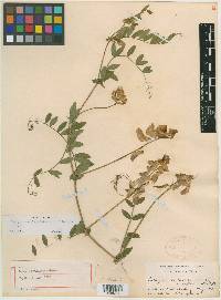 Lathyrus violaceus image