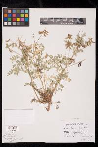 Astragalus paysonii image
