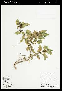 Solanum americanum image