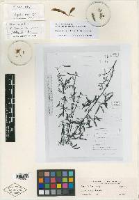 Mimosa gentryi image