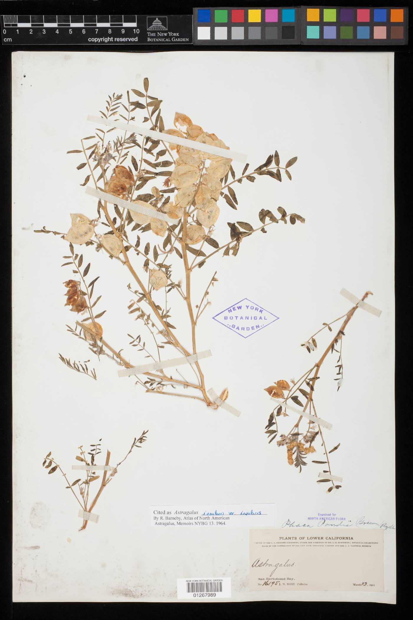 Astragalus insularis var. insularis image