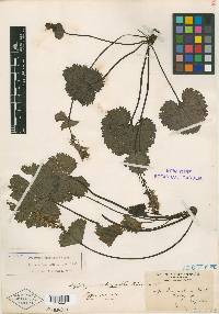 Synthyris schizantha image
