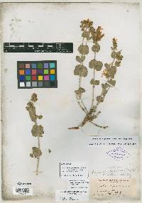 Mirabilis laevis var. villosa image