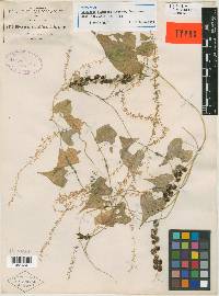 Dioscorea plumifera image