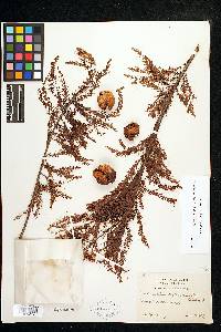 Taxodium distichum var. distichum image