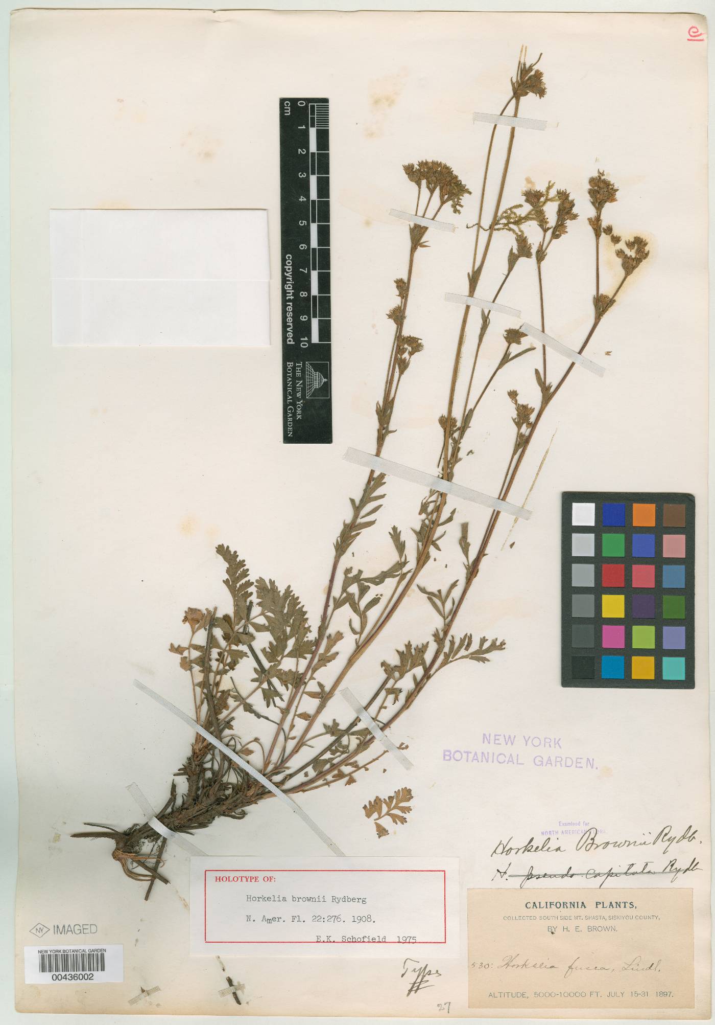 Horkelia brownii image