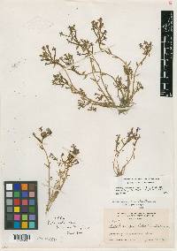Downingia concolor subsp. brevior image