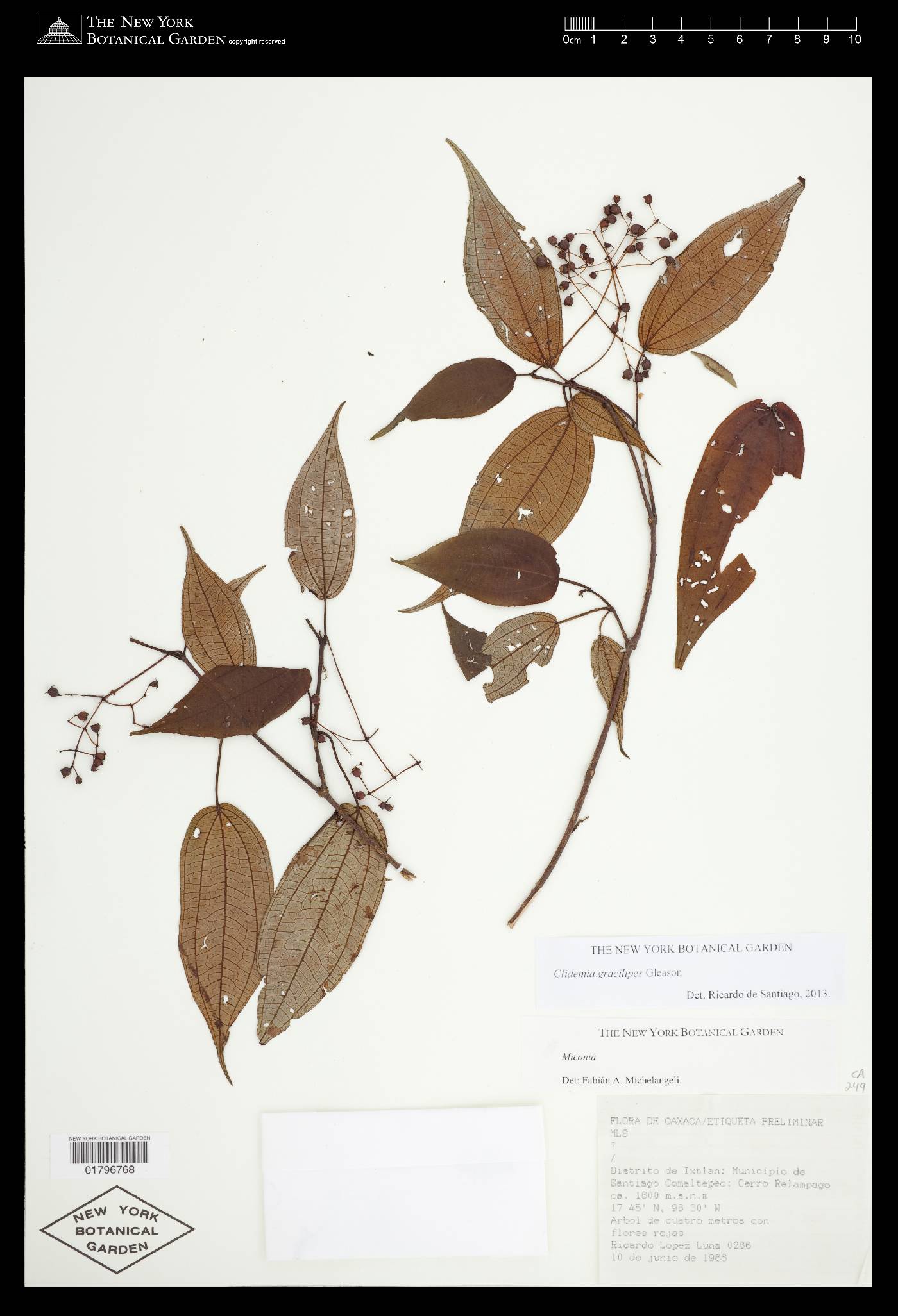 Clidemia gracilipes image
