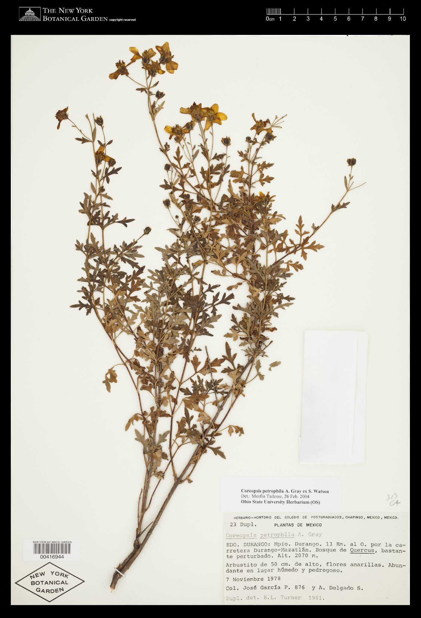 Coreopsis petrophila image