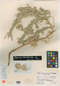 Oenothera deltoides subsp. eurekensis image