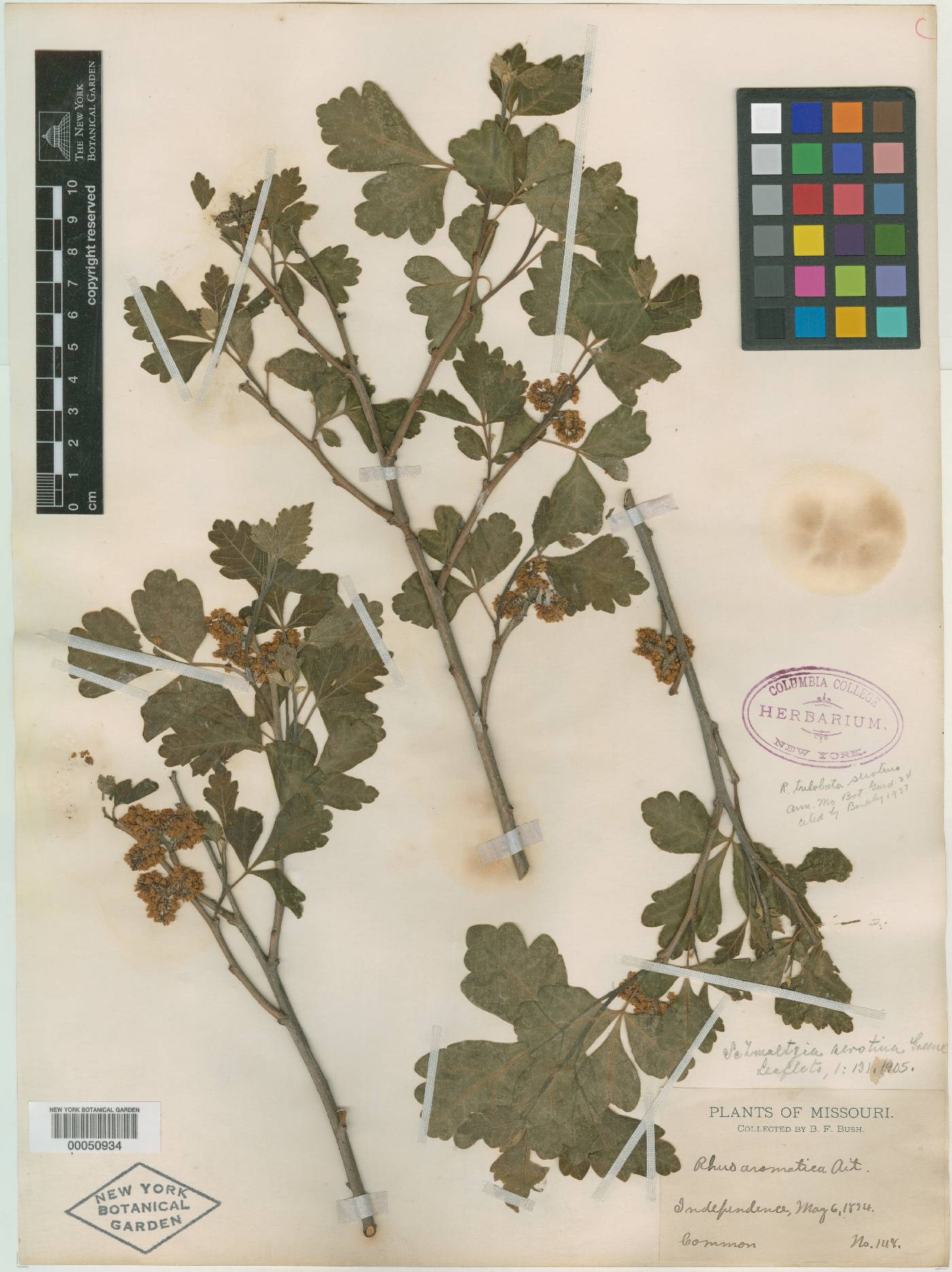 Rhus aromatica subsp. serotrina image