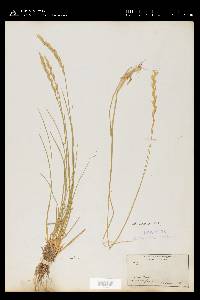 Pascopyrum smithii image