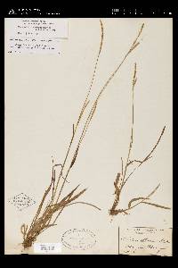 Paspalum setaceum var. muhlenbergii image