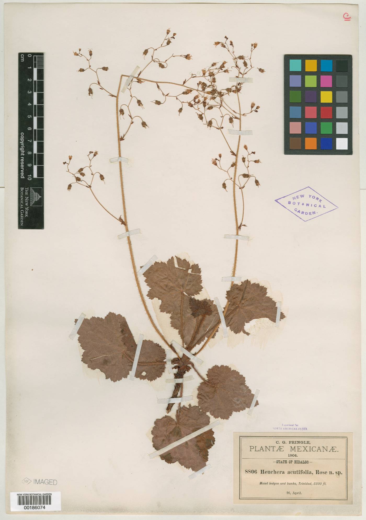 Heuchera acutifolia image