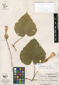 Ipomoea igualensis image