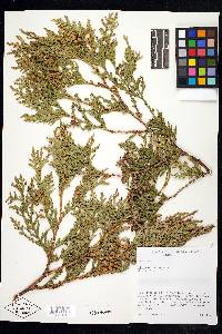 Thuja occidentalis image