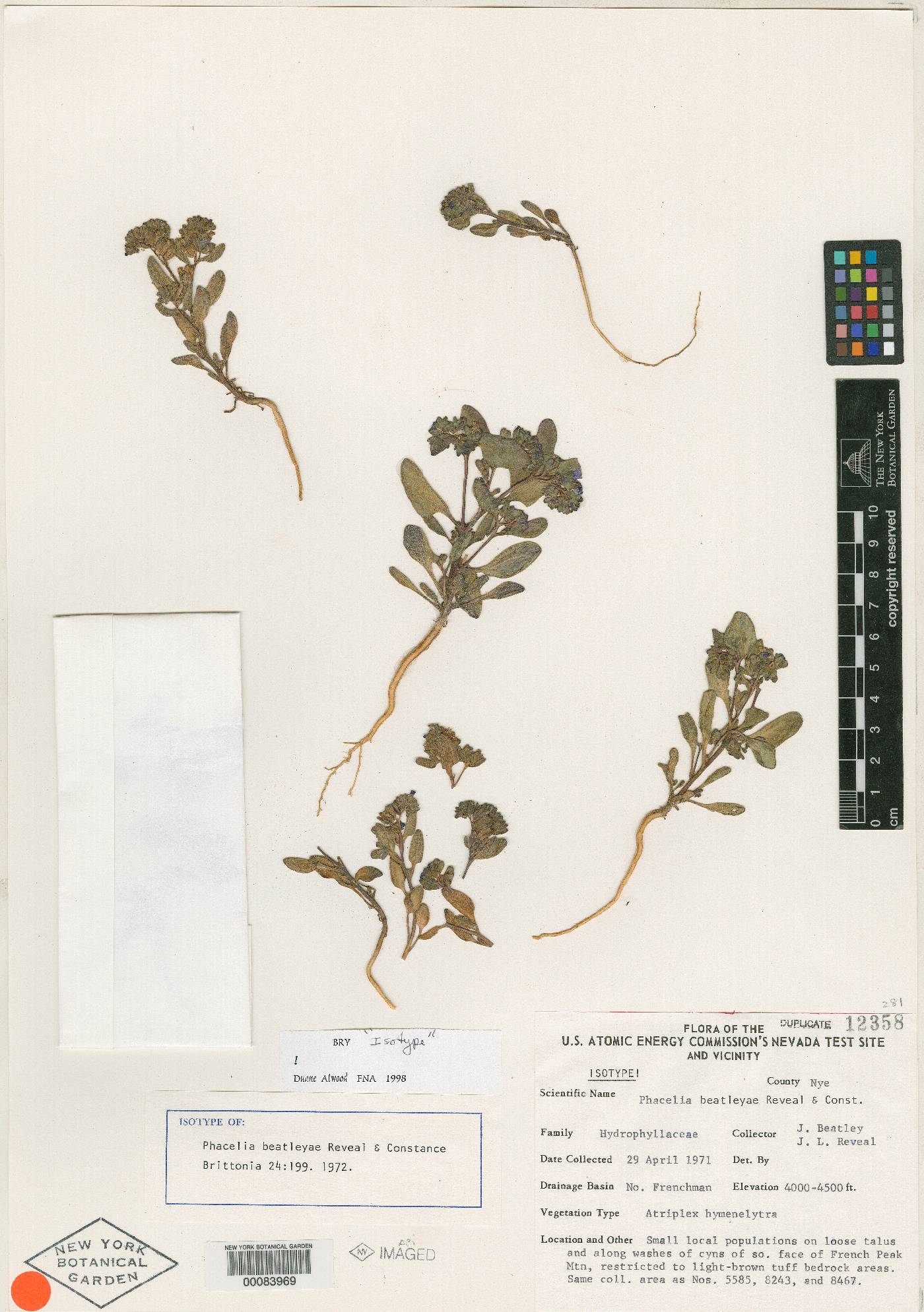 Phacelia beatleyae image