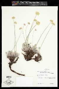 Eriogonum ovalifolium image