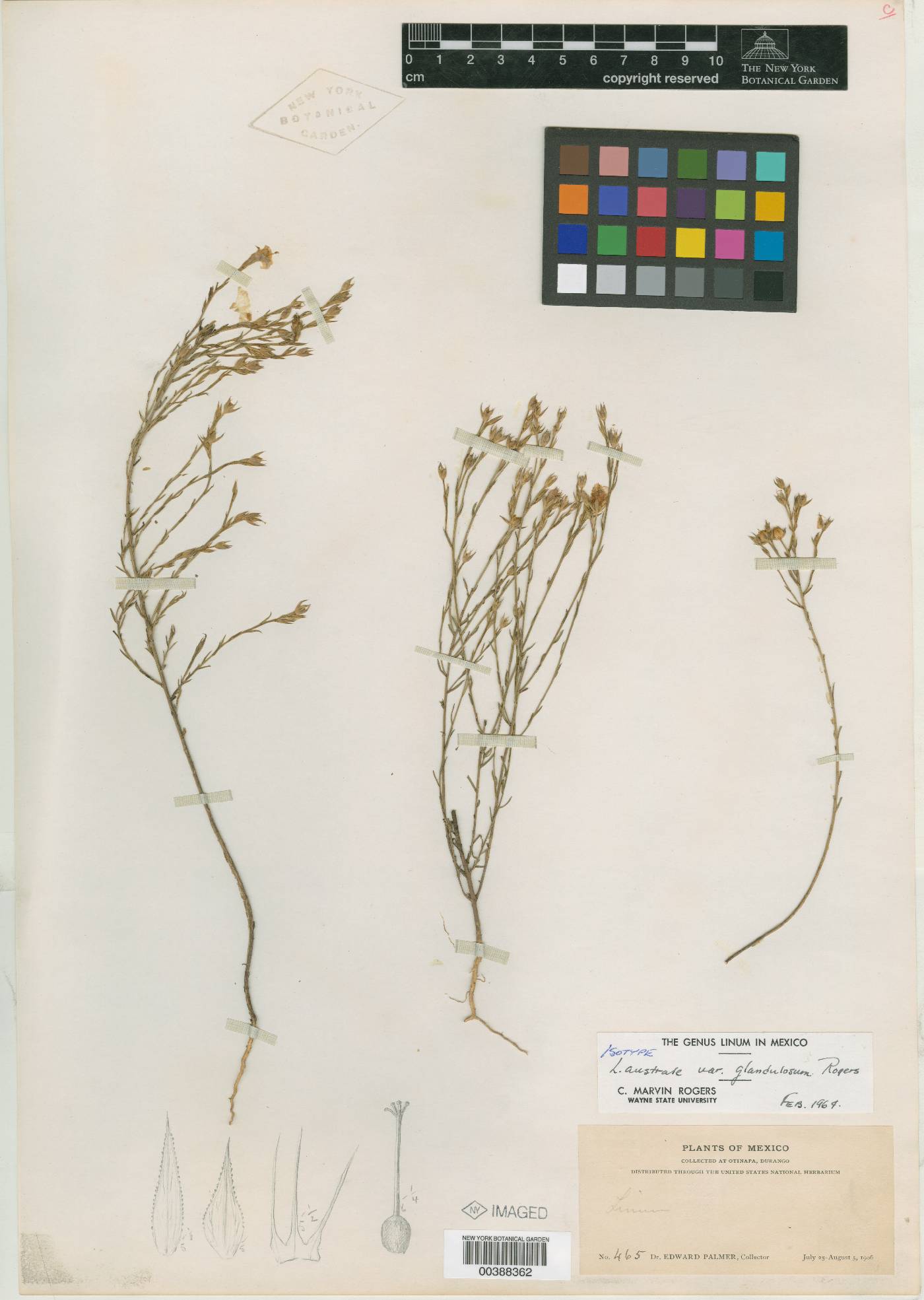 Linum australe var. glandulosum image