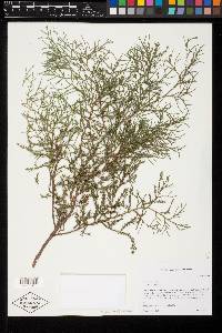 Juniperus virginiana var. virginiana image