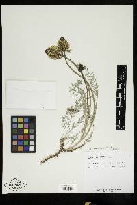 Astragalus hoodianus image