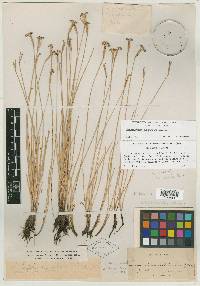 Sisyrinchium leptocaulon image