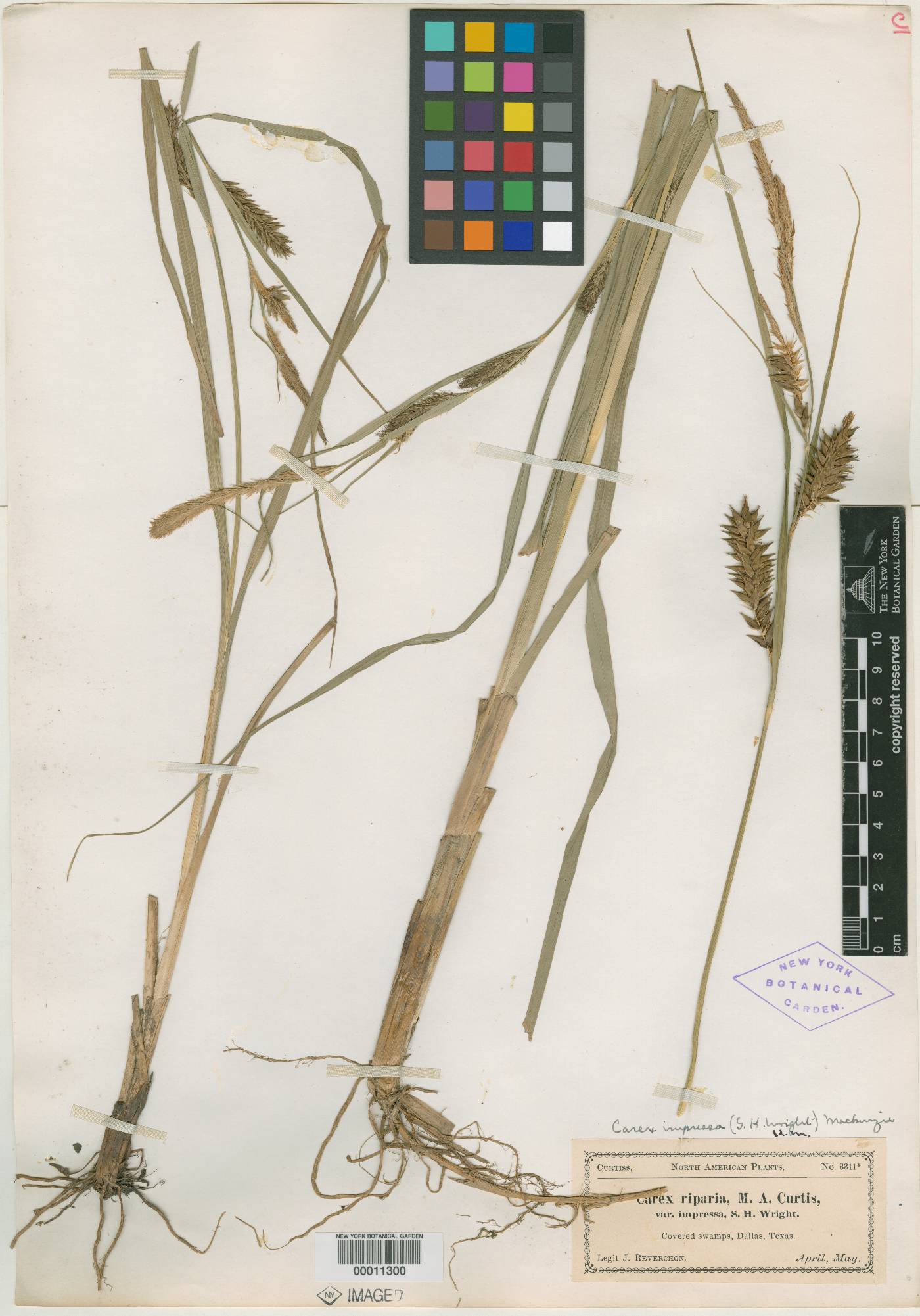 Carex riparia var. impressa image