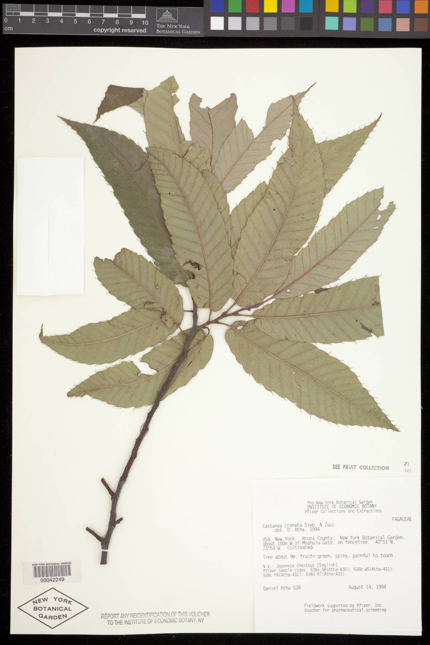Castanea crenata image