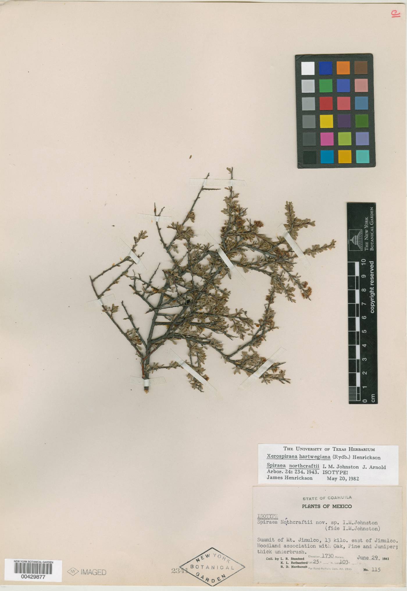 Xerospiraea hartwegiana image