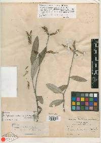 Clitoria sericea image