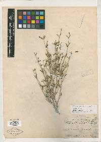 Acleisanthes angustifolia image