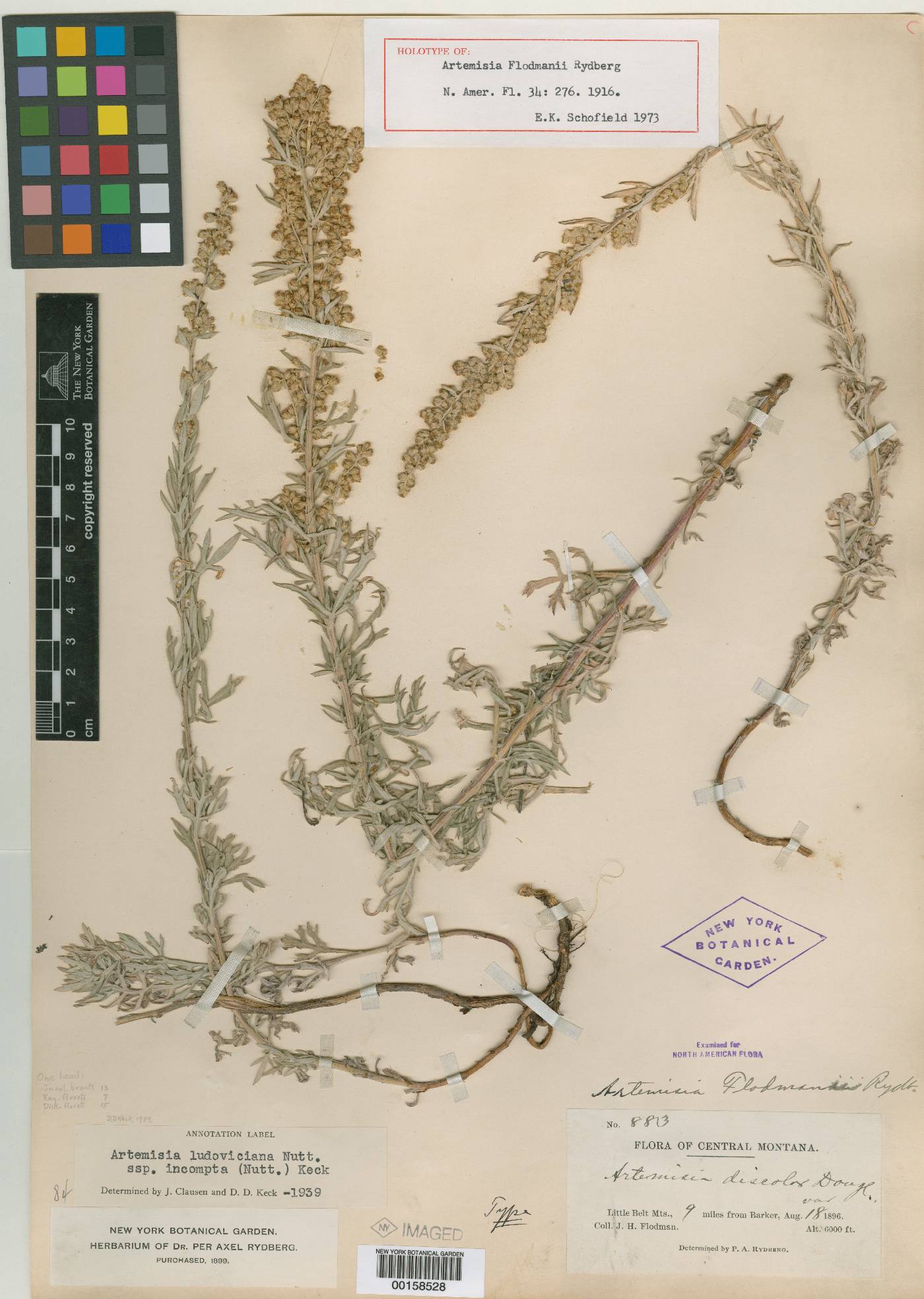 Artemisia indica image