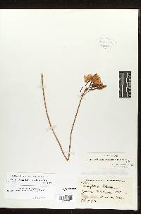 Broughtonia negrilensis image