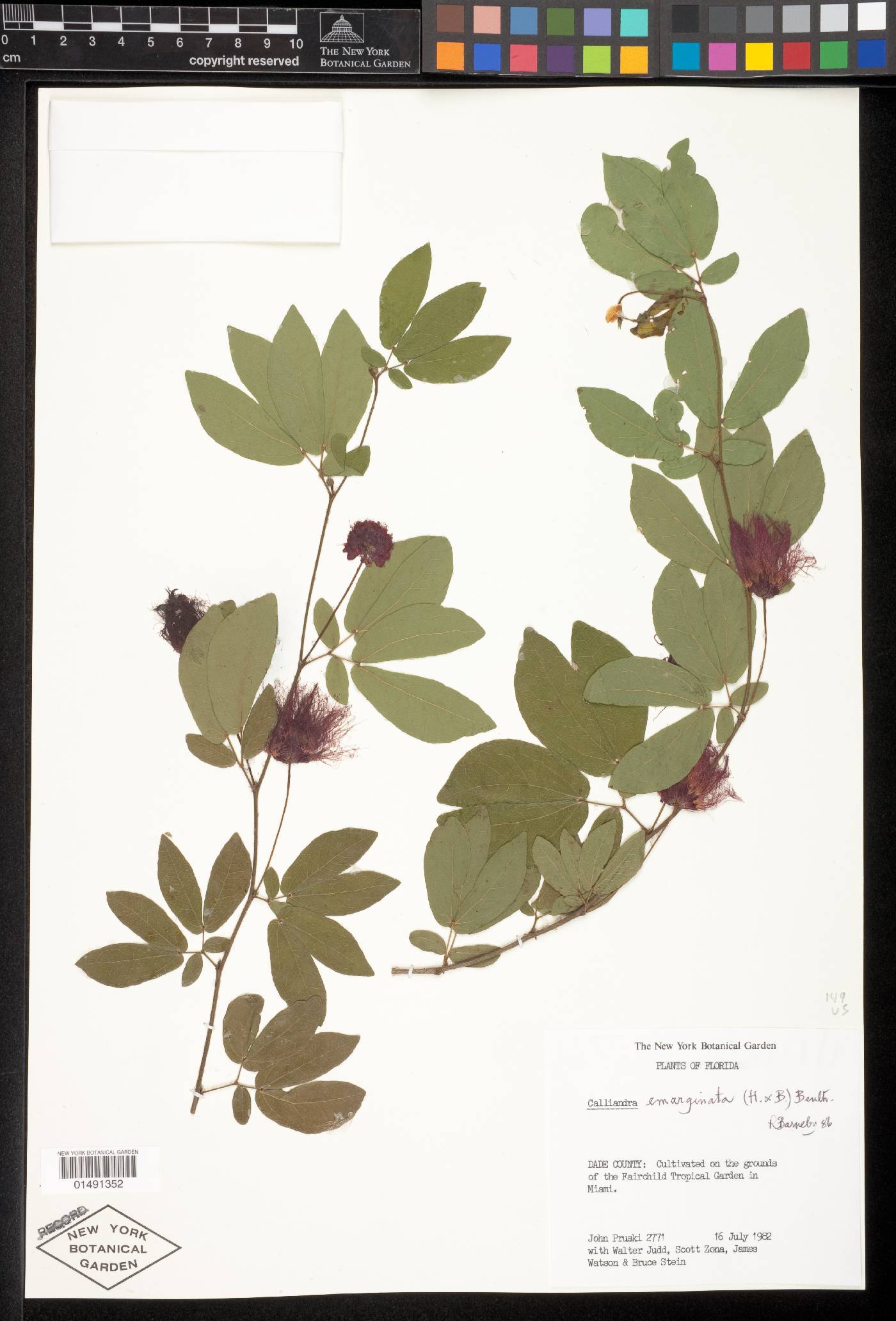 Calliandra tergemina var. emarginata image