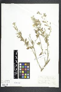 Solanum umbelliferum image